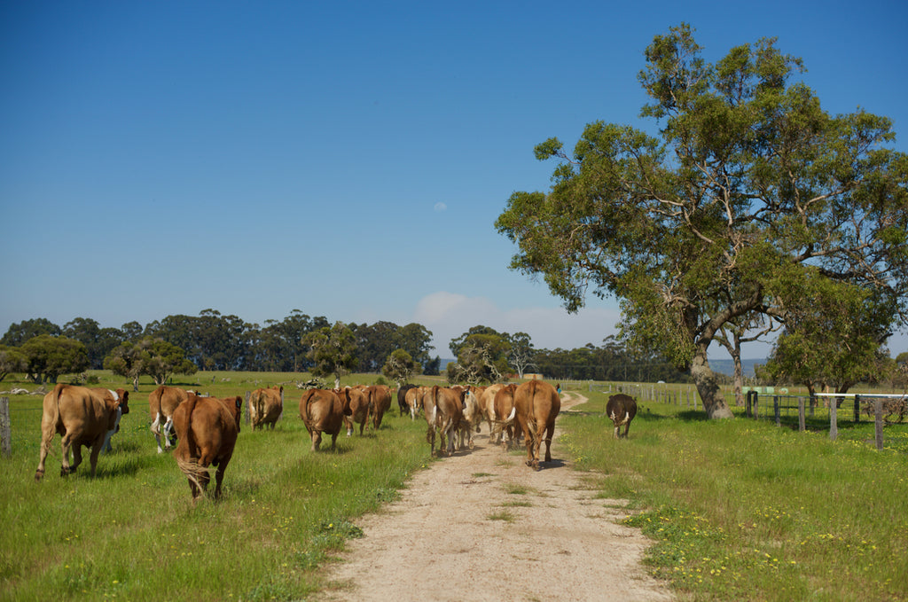 Melaleuka Farm North Dandalup Western Australian Beef Cattle Farm